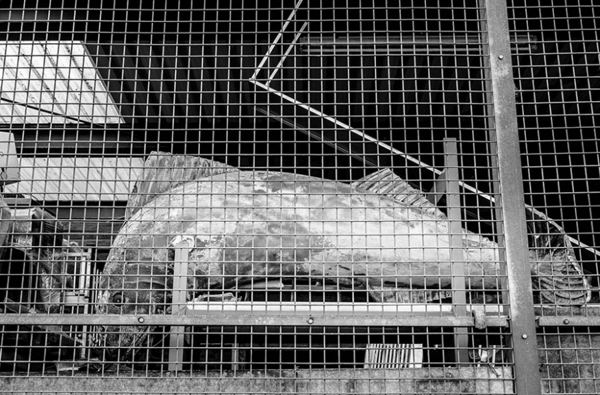 Schlachtfisch_by_Franz-Kimmel Foto_by_Franz-Kimmel